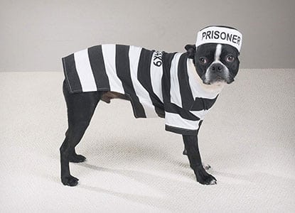 Casual Canine Prison Pooch Pet Costume